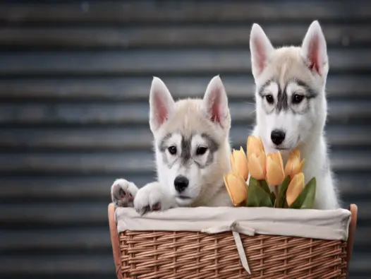 Hình nền chó cute cho fan yêu thú cưng không thể bỏ lỡ