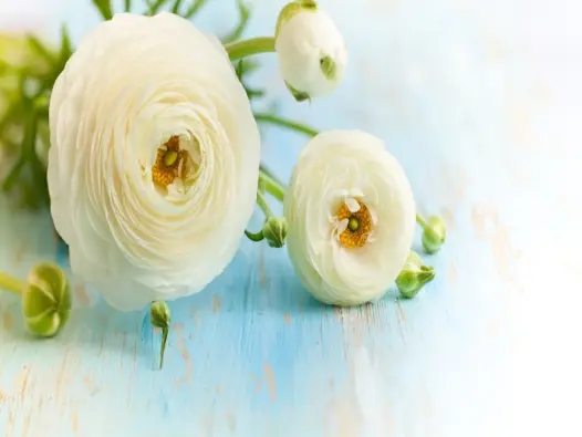 Bộ hình nền hoa mao lương nhẹ nhàng, thư giãn tâm hồn