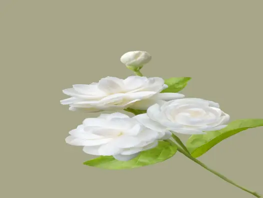 Hình nền hoa nhài mang ý nghĩa thanh cao và thuần khiết