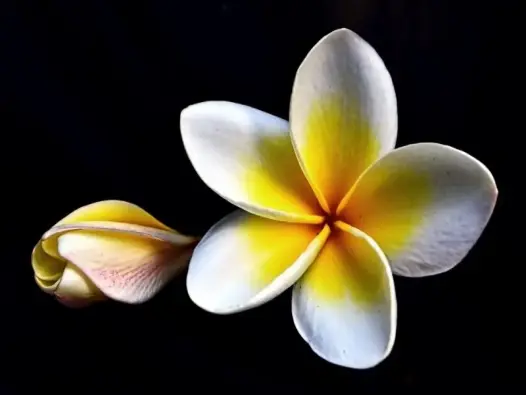 Hoa đại đơn sơ mà lôi cuốn trong từng khung hình nhẹ nhàng
