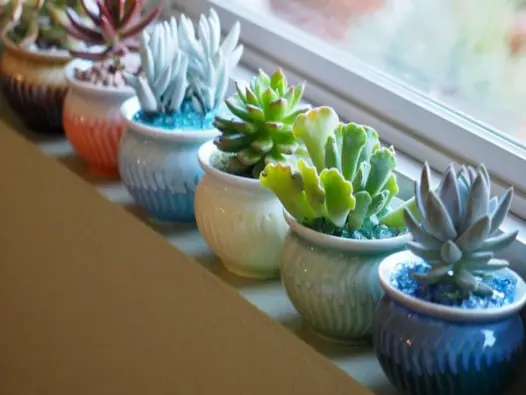 Ảnh hoa sen đá gợi nhớ vẻ đẹp mộc mạc mà đầy chiều sâu