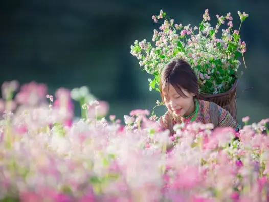 Ảnh hoa tam giác mạch thơ mộng giữa núi rừng Hà Giang