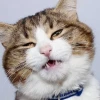 50+ Ảnh Meme Mắt Long Lanh Cực Cute Dùng Để Năn Nỉ Xin Xỏ