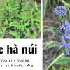 Bạc hà núi trị bệnh gì? Công dụng và bài thuốc hiệu quả