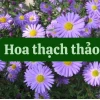 Bí quyết cắm hoa thạch thảo đẹp và ý nghĩa cho không gian nhà bạn