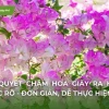 Bí quyết giúp hoa giấy ra hoa rực rỡ quanh năm