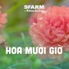 Bí quyết trồng hoa mười giờ sai hoa, rực rỡ quanh năm