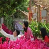 Đường Hoa Quận 7 2026: Khám phá vẻ đẹp Tết ấn tượng