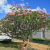 Hoa Đại Đỏ: Ý Nghĩa, Cách Trồng và Chăm Sóc Cây Sứ Đại