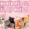 Khám phá bộ sưu tập ảnh mèo cute anime: Tải ngay hình nền độc đáo