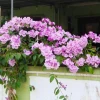 Khám phá Cây Lan Tỏi: Loài hoa leo độc đáo với khả năng đuổi côn trùng