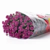 Khám phá vẻ đẹp tinh tế của hoa cúc màu tím