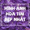 Khám phá vẻ đẹp tinh tế với hình nền hoa màu tím