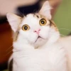 Những Meme Mèo Sốc Nhất 2026: Khoảnh Khắc Hài Hước Bất Ngờ