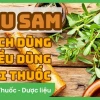 Rau Sam: Công Dụng Chữa Bệnh và Lợi Ích Sức Khỏe Tuyệt Vời