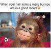 Thế giới Monkey Meme: Khám phá những biểu cảm hài hước và ý nghĩa ẩn sau văn hóa meme