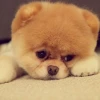 Tuyển tập ảnh Chibi cute hình vẽ con chó đáng yêu cho bạn
