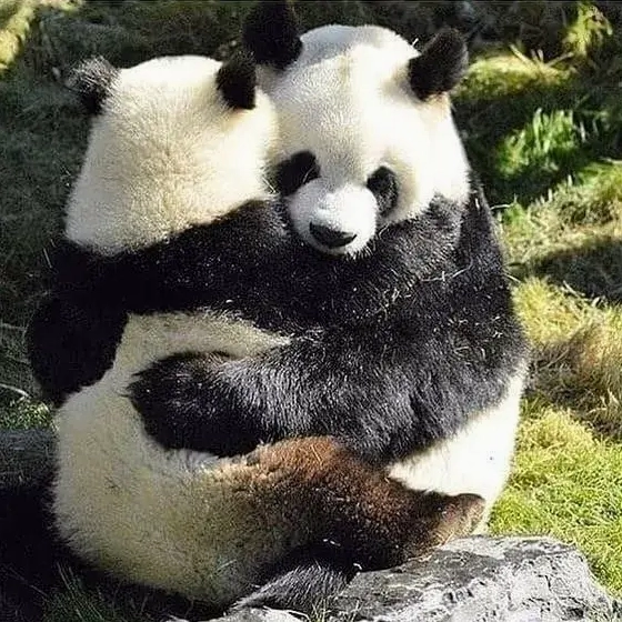 101+ Meme Ôm Siêu Dễ Thương Khiến Bạn Muốn "Ôm Ngay Lập Tức"