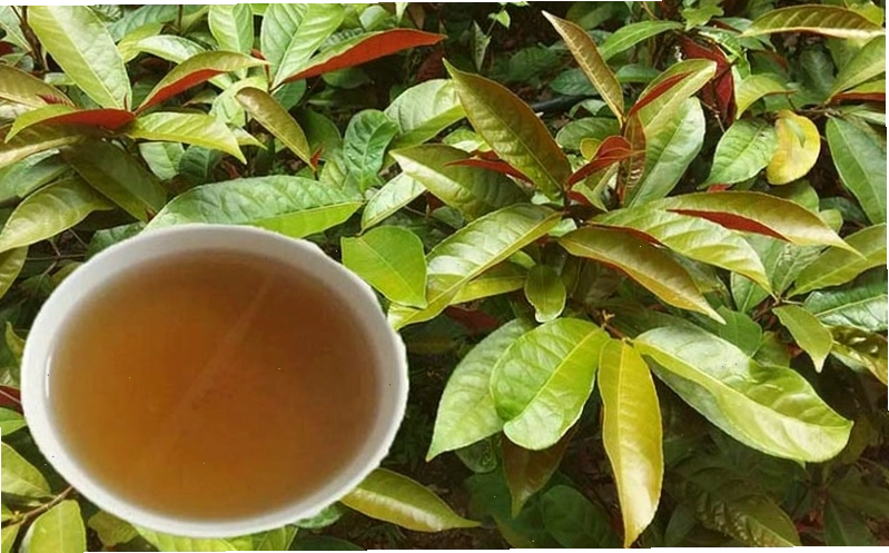 5 cách dùng lá đơn đỏ chữa mề đay hiệu quả, an toàn