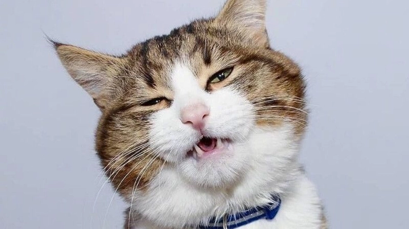 50+ Ảnh Meme Mắt Long Lanh Cực Cute Dùng Để Năn Nỉ Xin Xỏ