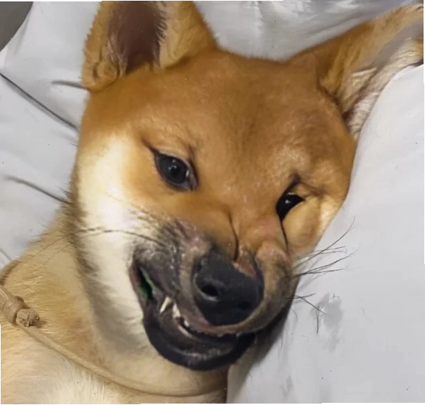 Ảnh dỗi hờn meme với biểu cảm mong chờ