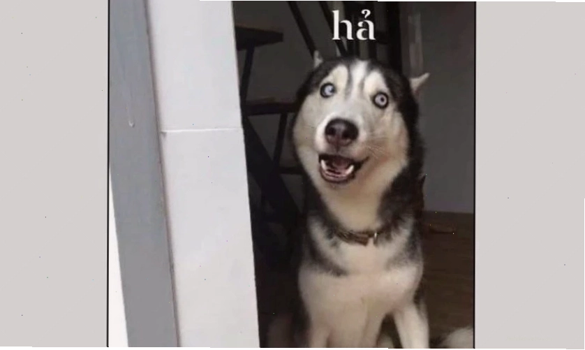 Ảnh meme biểu cảm vô tri mới nhất