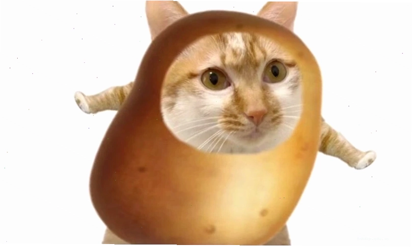 Ảnh meme Cheems hài hước