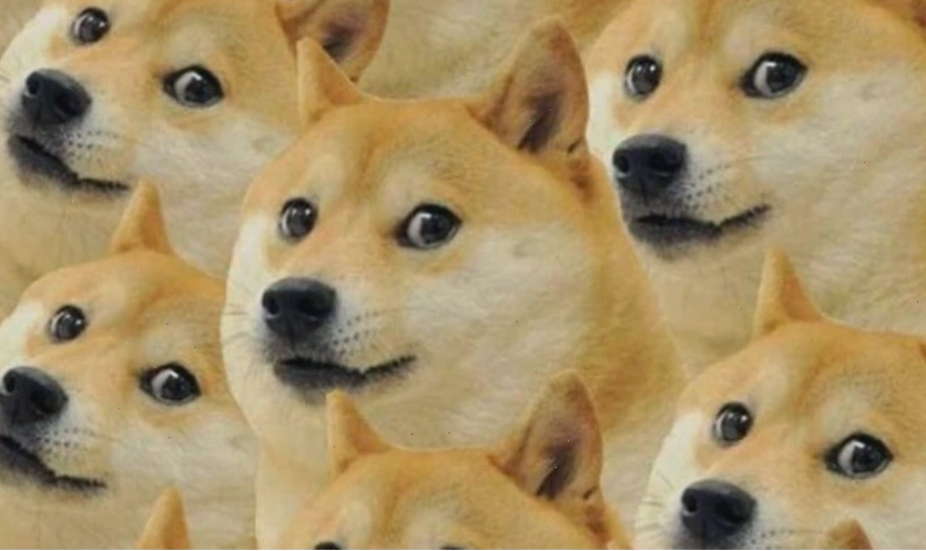 Ảnh meme chó đang làm trò