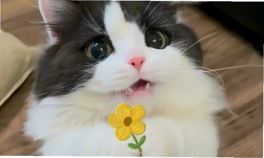 Ảnh meme dễ thương và hài hước