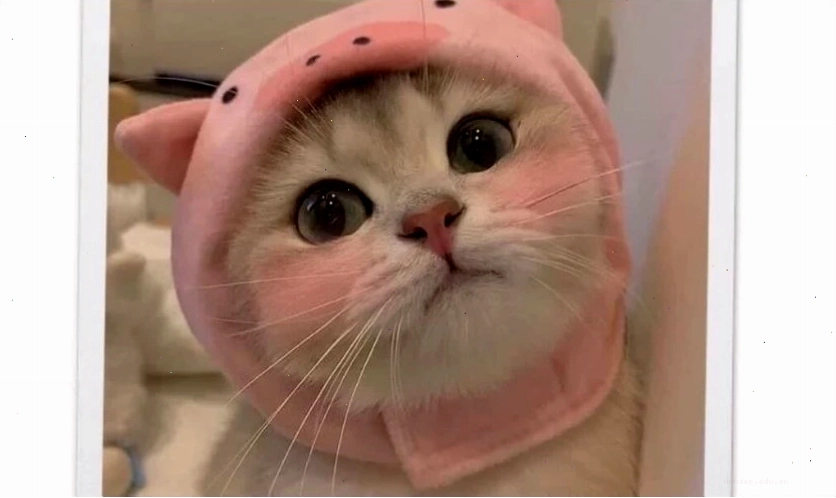 Ảnh meme động vật dễ thương