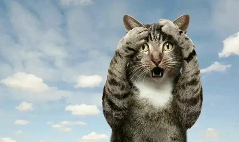 Ảnh meme hài hước và ngớ ngẩn
