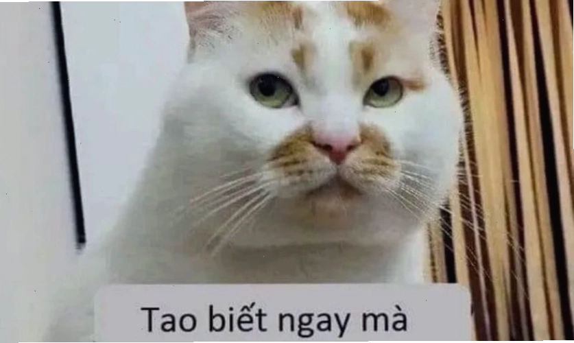 Ảnh meme hài hước với tình huống bất ngờ