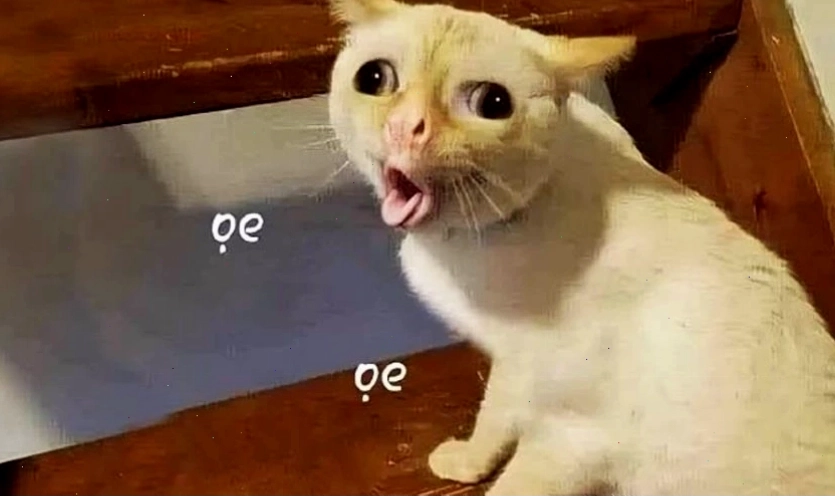 Ảnh meme mèo với biểu cảm hài hước