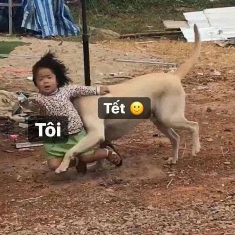 Avatar Meme Tết 2026: Bộ Sưu Tập Ảnh Chế Hài Hước Độc Đáo