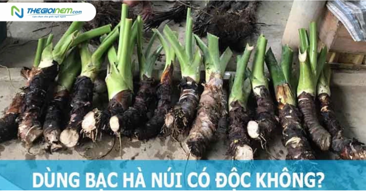 Bạc hà núi có thể giúp giảm các triệu chứng bệnh đường hô hấp