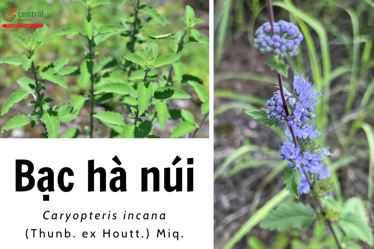 Bạc hà núi trị bệnh gì? Công dụng và bài thuốc hiệu quả