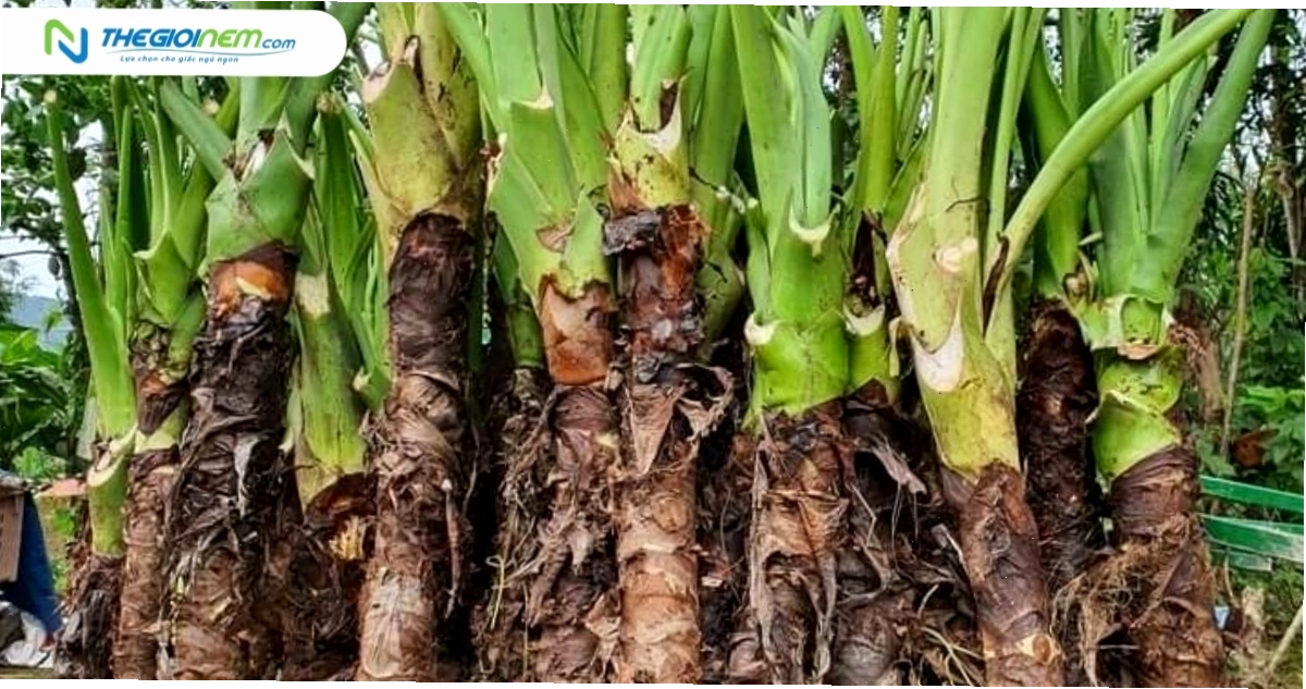 Bài thuốc từ bạc hà núi hỗ trợ sức khỏe gan