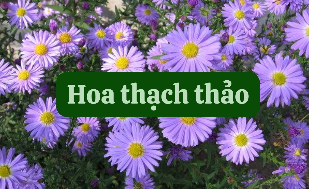 Bí quyết cắm hoa thạch thảo đẹp và ý nghĩa cho không gian nhà bạn