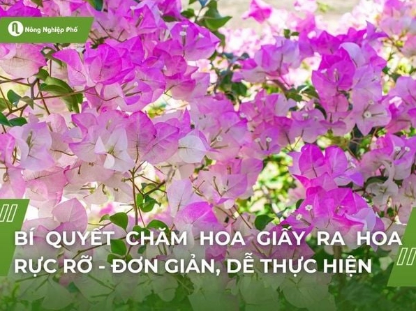 Bí quyết giúp hoa giấy ra hoa rực rỡ quanh năm