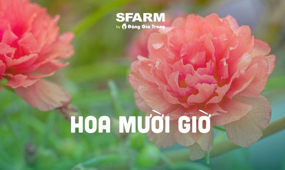 Bí quyết trồng hoa mười giờ sai hoa, rực rỡ quanh năm