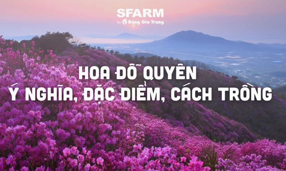 Bí quyết trồng và chăm sóc hoa đỗ quyên tươi tốt quanh năm