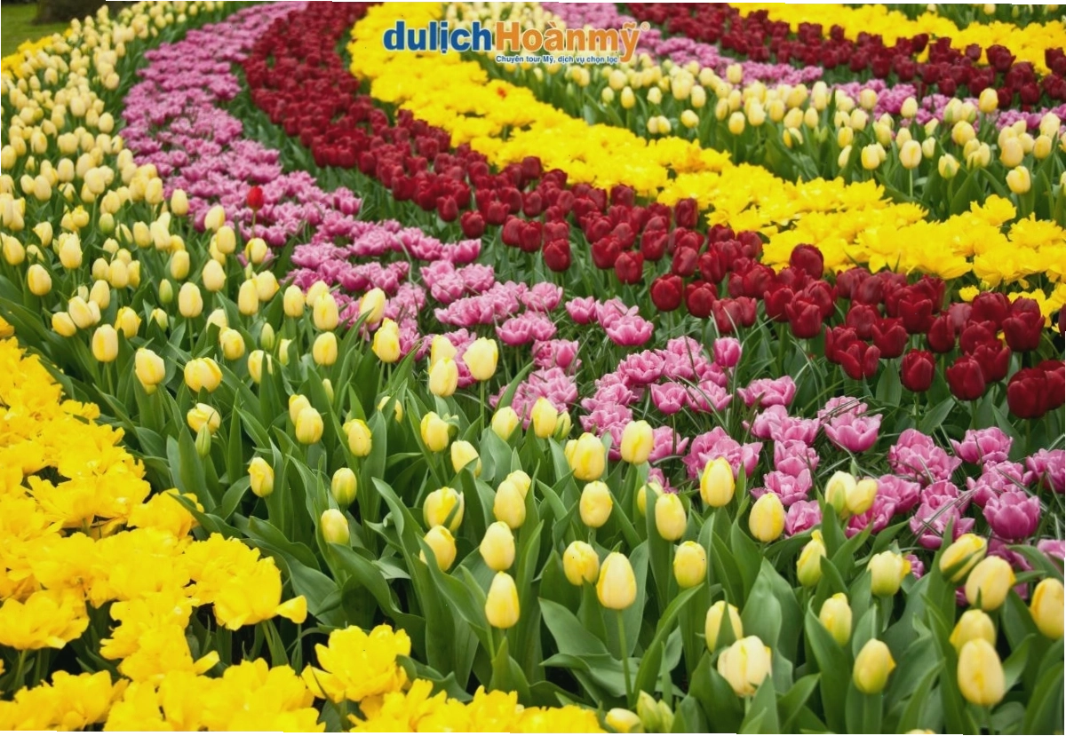 Biển hoa tulip rực rỡ tại lễ hội hoa ở Hà Lan