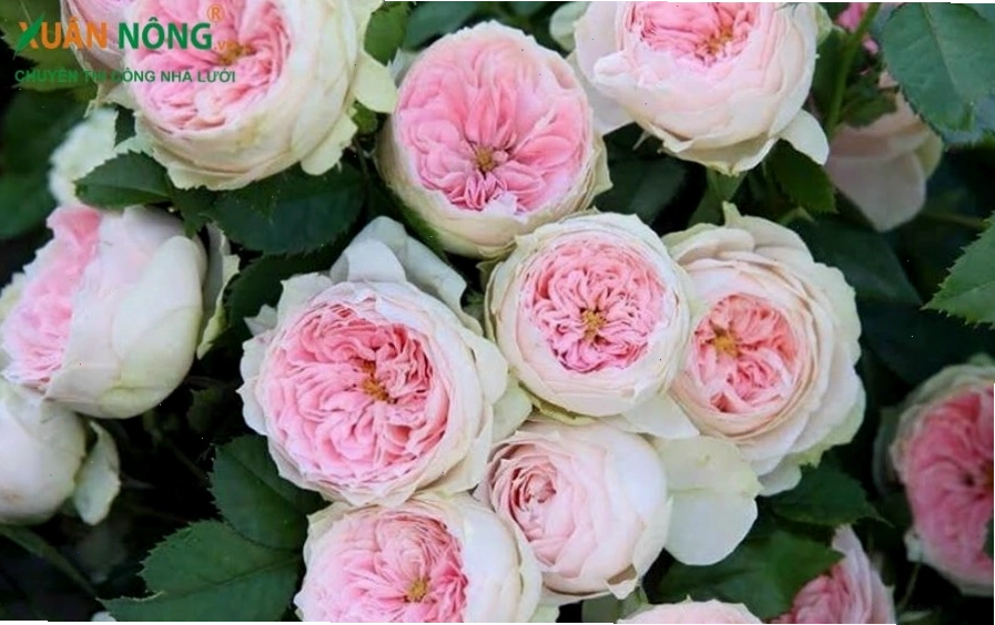Bó hoa hồng trứng đỏ thể hiện tình yêu nồng cháy