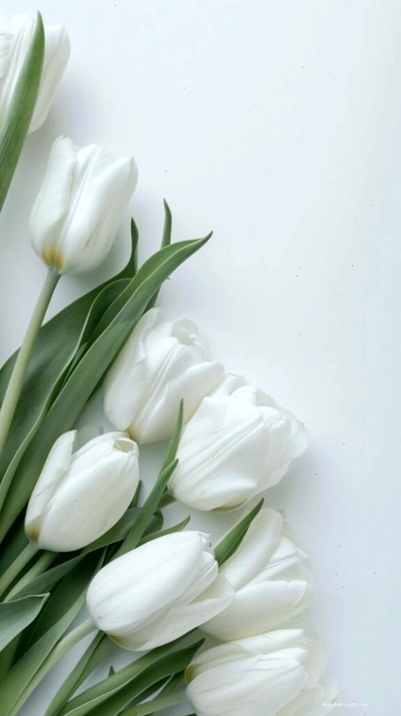Bộ sưu tập nhiều bông hoa tulip xanh nở rộ trên cánh đồng
