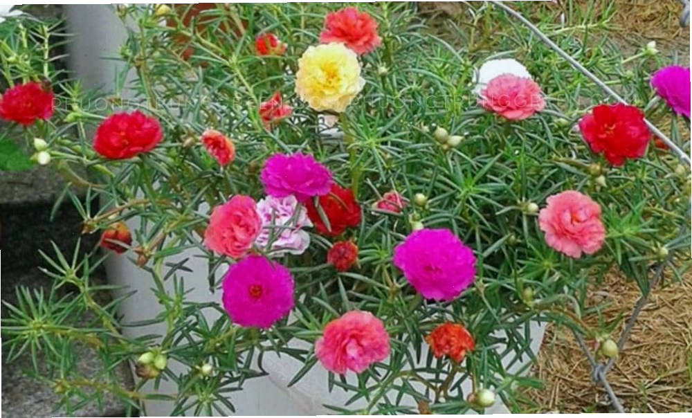 Bón phân hữu cơ cho chậu hoa mười giờ