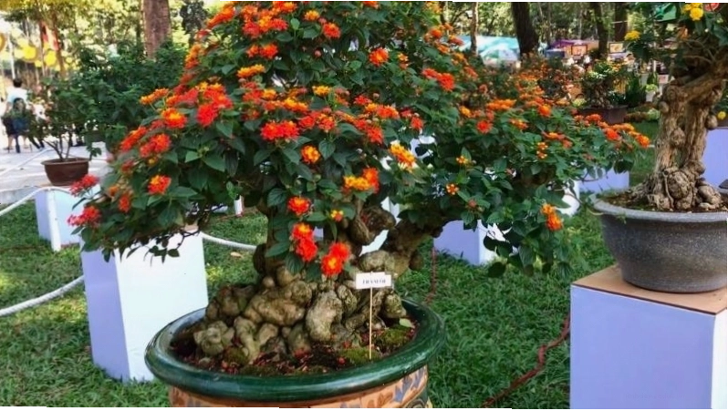 Bonsai hoa trâm ổi được tạo dáng cầu kỳ