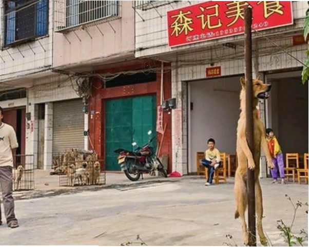 Bức ảnh được cho là chụp tại một quán thịt chó ở Trung Quốc liên quan đến Văn Mai Hương