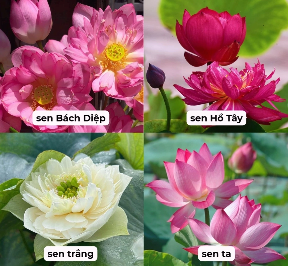 Các loại sen phổ biến tại Việt Nam