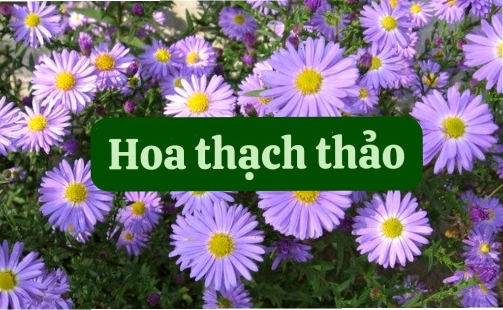 Cách cắm hoa thạch thảo đẹp, chuyên nghiệp