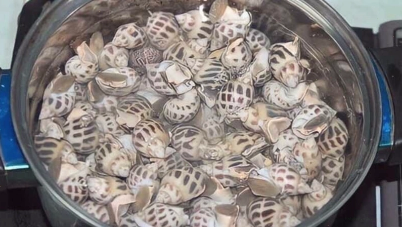 Cách lựa chọn ốc hương tươi ngon cho món xào dừa
